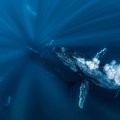 PILTUUDIS: allveefotod vaaladest