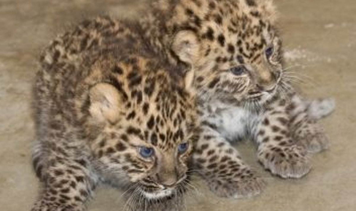 leopardipojad (foto: Tallinna loomaaed)