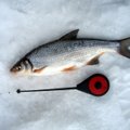 Vimmapüügist talvel: kust kala otsida?