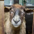 Kanepiga maiustanud lambad laamendasid külavahel, tungisid majja ja ajasid isegi magamistoa segamini