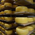 Из-за неполадок в электроснабжении молочному производству Saaremaa пришлось выбросить несколько тонн сыра