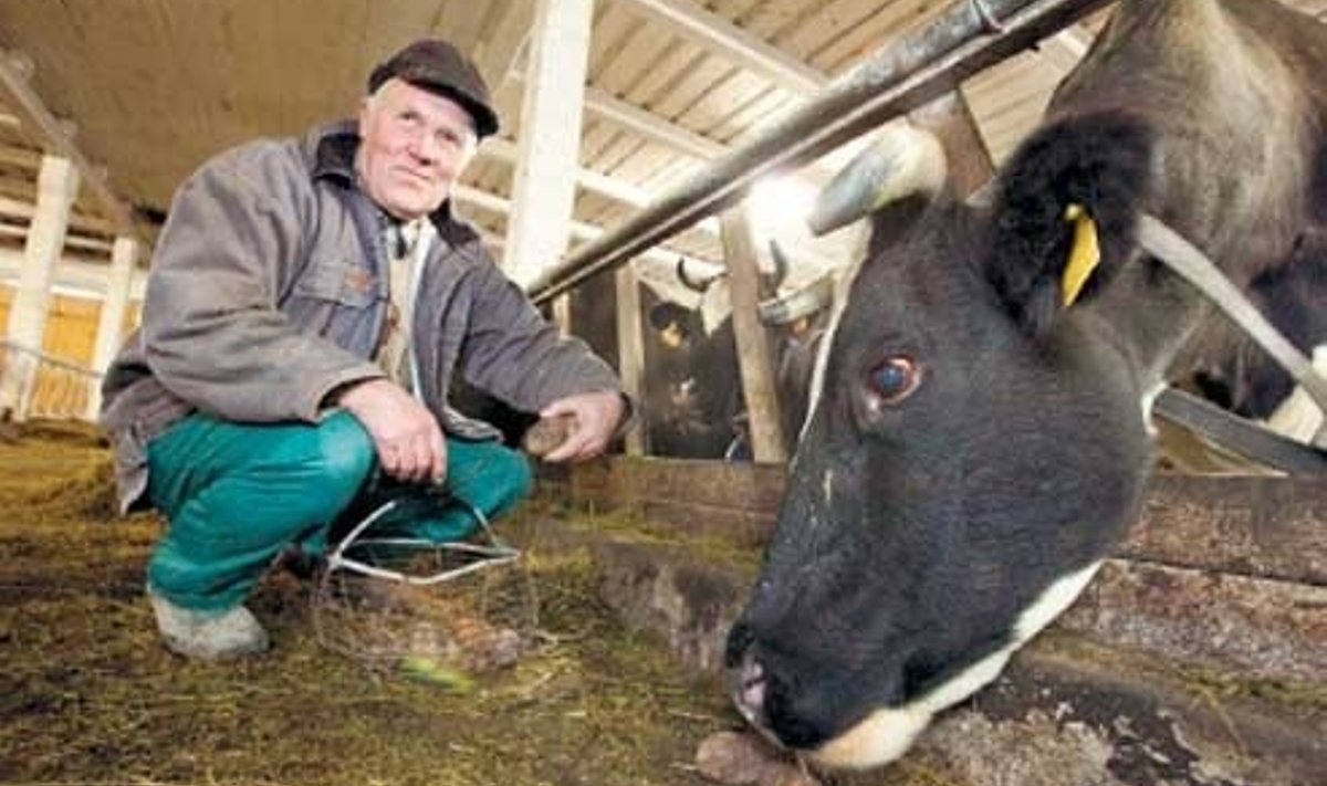 Kuna Eesti kliima ei võimalda lehmi aastaringselt karjatada, tuleb neil talv laudas veeta.  Vahetevahel pakub Vello Brett neile lohutuseks midagi maitsvat, näiteks kartuleid.