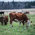 ФОТО | Тощие коровы и мертвые телята. Зоозащитники и местные жители шокированы фермой в Ляэне-Вирумаа