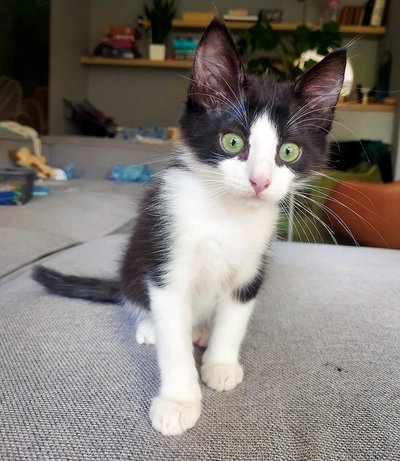 MTÜ Cats Help hoolealune