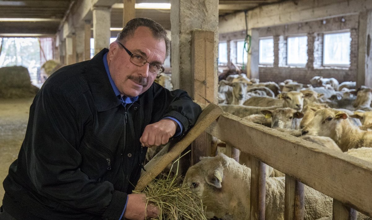Võrumaal Sulbi külas lambaid kasvatav Aivar Rosenberg paneb lambakasvatusühistule suuri lootusi.