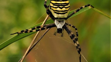 FOTOD | Võib ka hammustada! Haruldaseks peetud ämblikuliiki kohatakse Eestis üha rohkem