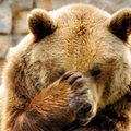 Защитники животных: медведю не место в ночном клубе!