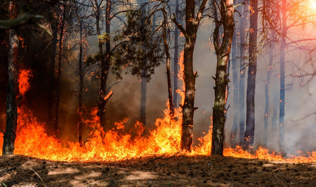 Kuna põuad sagenevad, tekib ka rohkem metsapõlenguid.
