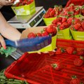Millal Eesti maasikas turgudele jõuab, ning mis saab selle kilohinnaks?