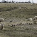 Vallaelanikult võetakse sajapealine lambakari, mis jääb valla hooldada