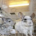 Slovakkia keelustas karusloomafarmid