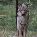 Из природного парка Элиствере сбежала привезенная из Риги волчица