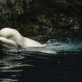 Китам и дельфинам грозит исчезновение