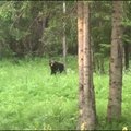 ВИДЕО | Читательница RusDelfi засняла медведя в Ляэне-Вирумаа