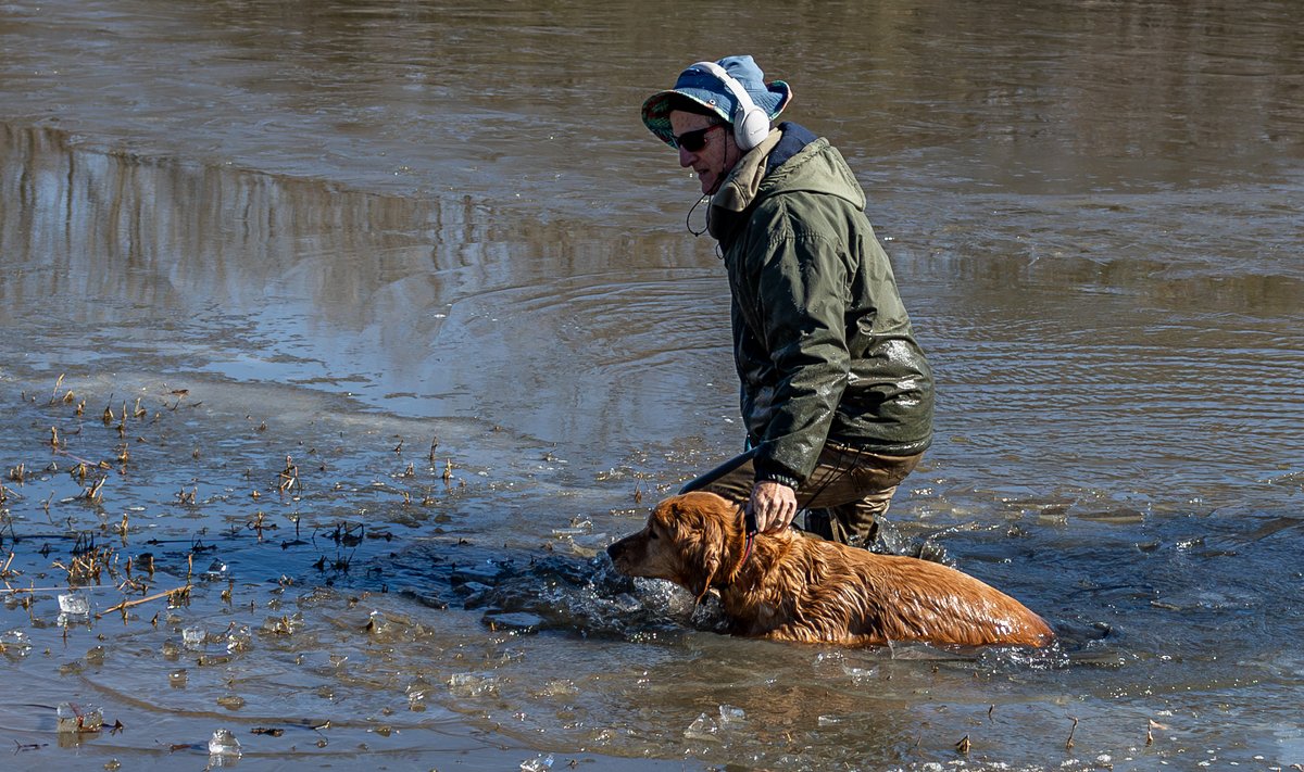 Jääaugust päästetud koer (foto on illustreeriv)
