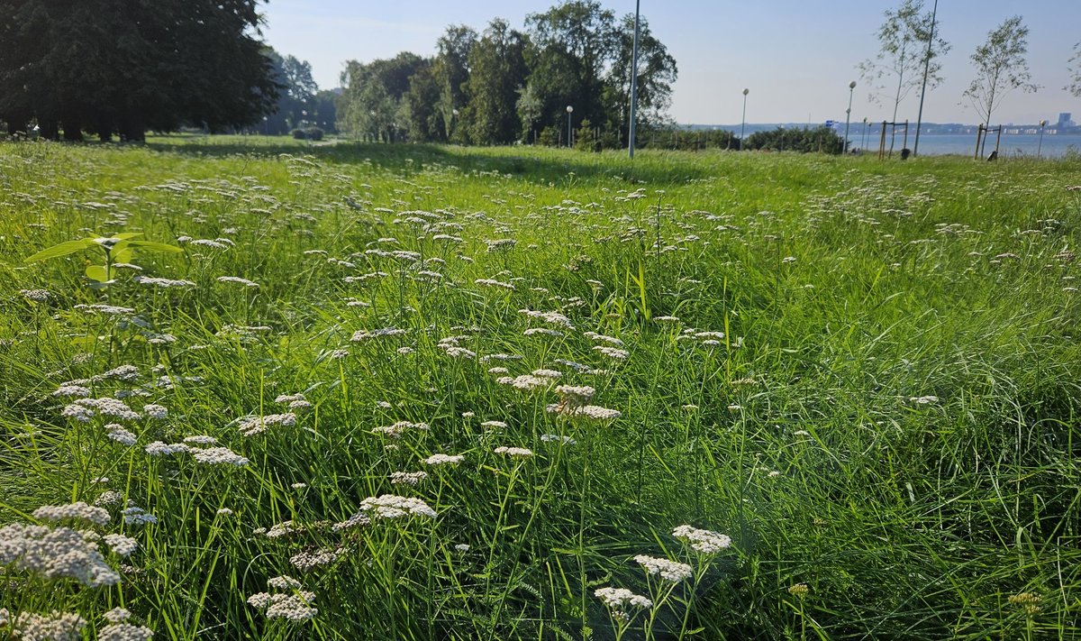 Raudrohuväli Stroomi rannapargis