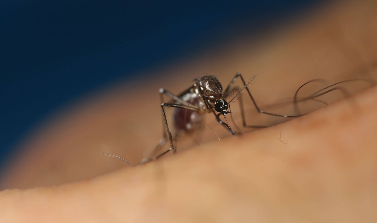 Aedes aegypti sääse kantavad haigused jätavad aastas maha miljoneid surnukehi