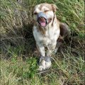 Siirad emotsioonid: kohalikud leidsid juhuslikult koera, kes oli kinni teibitud nina ja esikäppadega teeservale surema jäetud