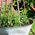 LUGEJA NÕUANNE | 10 praktilist nippi, milleta ma aiapidamist enam ette ei kujuta