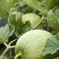 Magus melon ja arbuus kasvavad kenasti koduaias, kui järgida neid nippe
