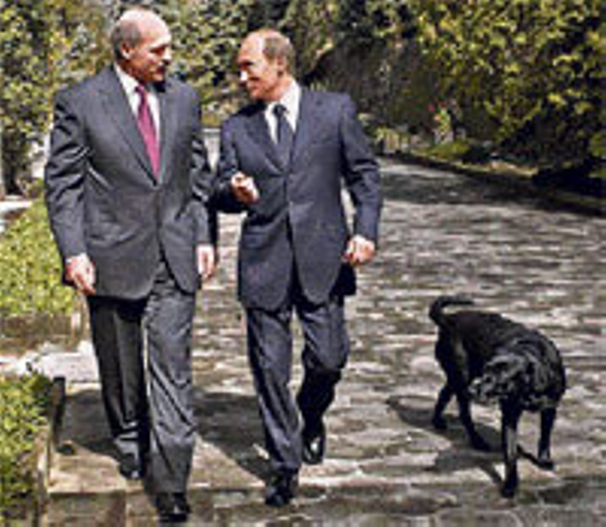Порода Собак У Путина Фото