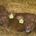 VÄIKE IME: Lehm sünnitas neli elujõulist vasikat