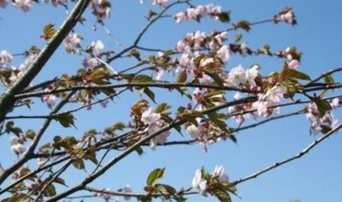 Õites jaapani kirsipuu Tallinna Loomaaias. Foto: Tallinna Loomaaed