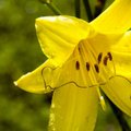 FOTOD: Vähetuntud ümaruss sipleb lilleõiel