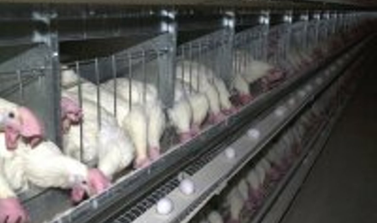 200 000 Talleggi kana hukkamine sõltub Inglismaal tehtavate analüüside tulemustest