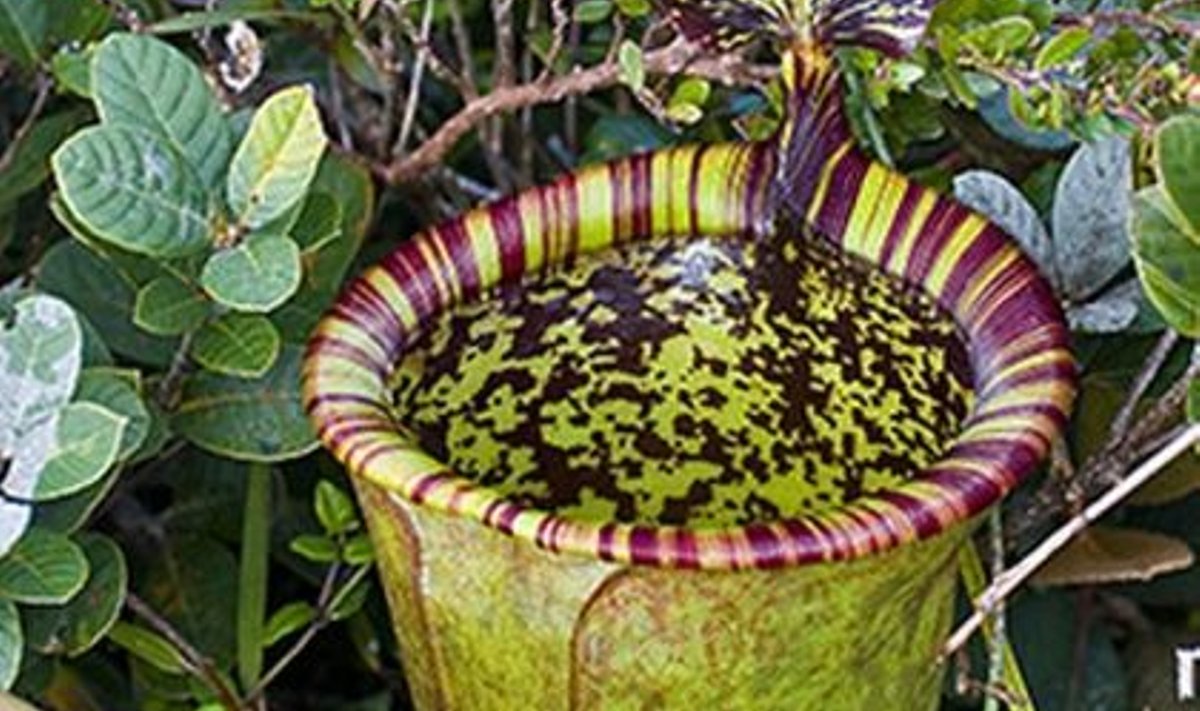 Lihasööja taim Nepenthes attenboroughii. Foto: Wikipedia