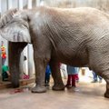 ФОТО: Африканского слона Карла из Таллиннского зоопарка прооперировали