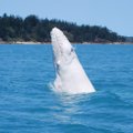 У берегов Австралии заметили редкого белого кита