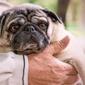 Nõuandeid, kuidas vananeva koera eest väärikalt hoolt kanda