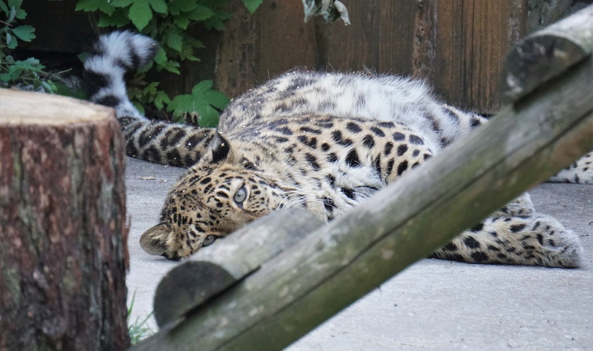 Leopard Darla