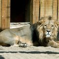 Сотрудники зоопарка Сантьяго убили двух львов, спасая самоубийцу