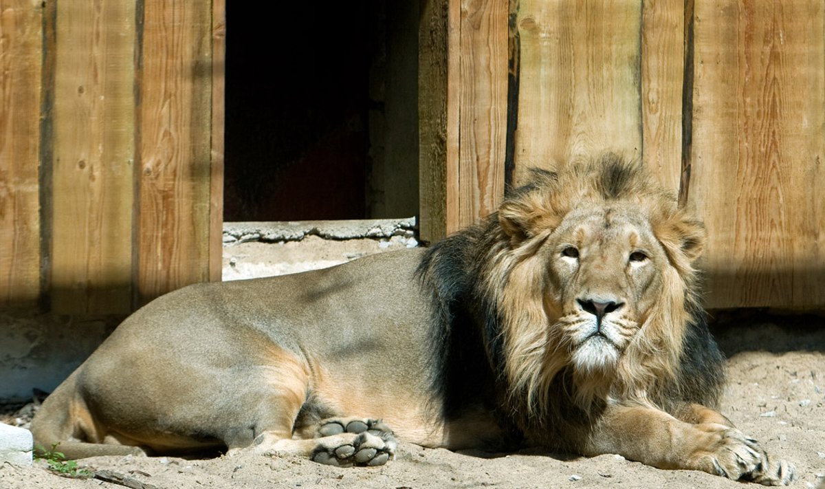 See Tallinna loomaaia lõvi ei ole juhtunuga seotud
