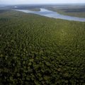 Amazonase piirkonna riigid ei suutnud metsaraadamise lõpetamise eesmärgis kokku leppida