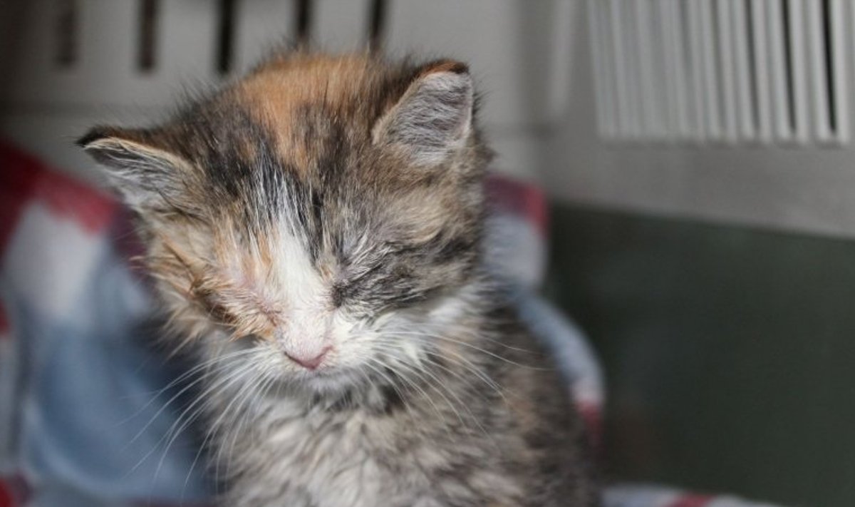 Kass Sairi leiti apaatsena, kui ta oli vaid kolmenädalane.
