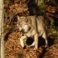 Волки растерзали охотничьих собак в Ярвамаа и Харьюмаа