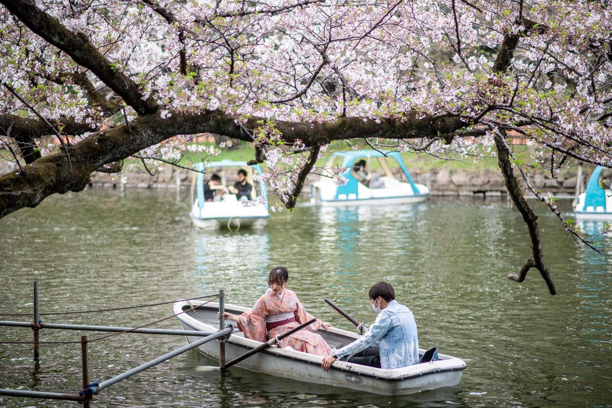 Зацвела какое время. Парк Инокасира Токио. Парк Инокасира в Японии. Парк Сакуры в Японии. Япония Сакура туристы.