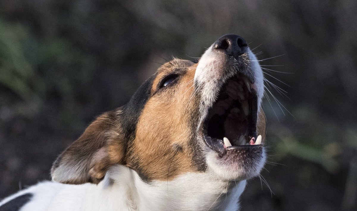 Kui koer teeb valju häält, siis mida ta püüab maailmale öelda?