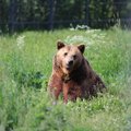 Эстонский зообиолог: если у вас возникнет идея сделать с медведем селфи, то эту фразу выбьют на вашей могиле