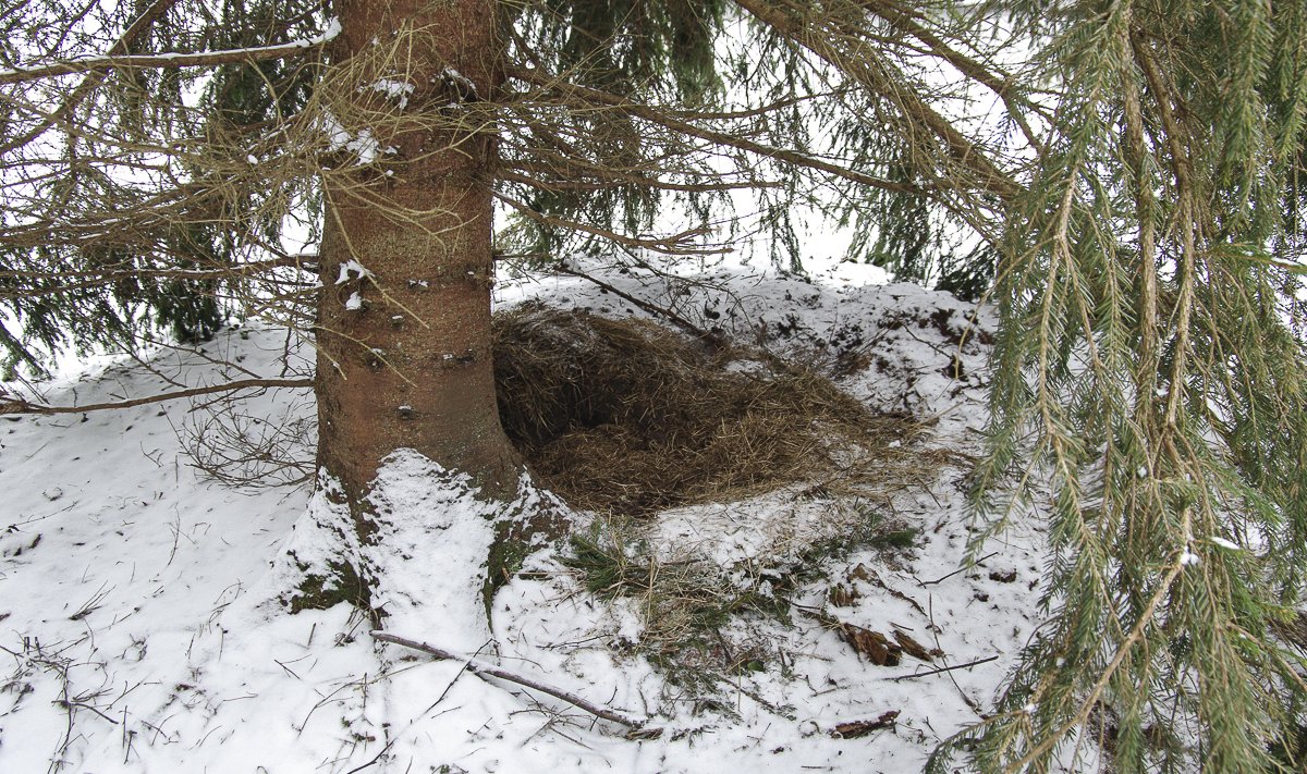 Karu pesa näeb välja üpris lihtne.