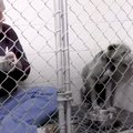 Südamlik VIDEOLUGU | Pühendunud loomaarst istus koeraga koos päevi puuris, et loom sööma hakkaks ja end viimaks ometi turvaliselt tunneks