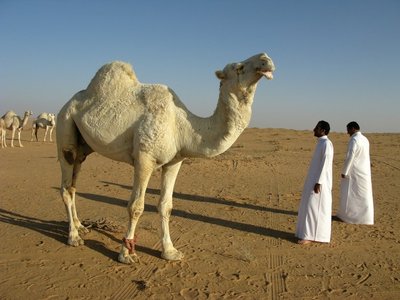 Saudi Araabia kõrbekaamel.