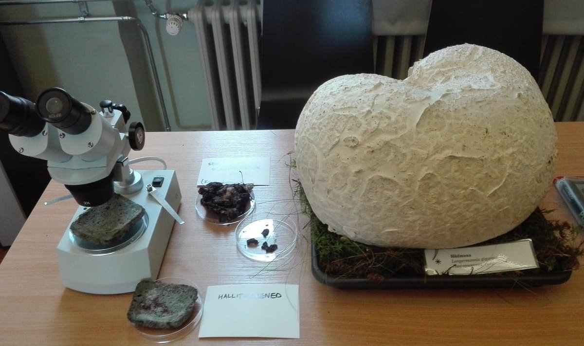 Liise talu õuelt leitud hiidmuna sai oma koha Tartu ülikooli botaanikaaias.