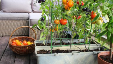 Tomatitaimi saab edukalt kasvatada ka potis, kui väldid kolme levinud viga