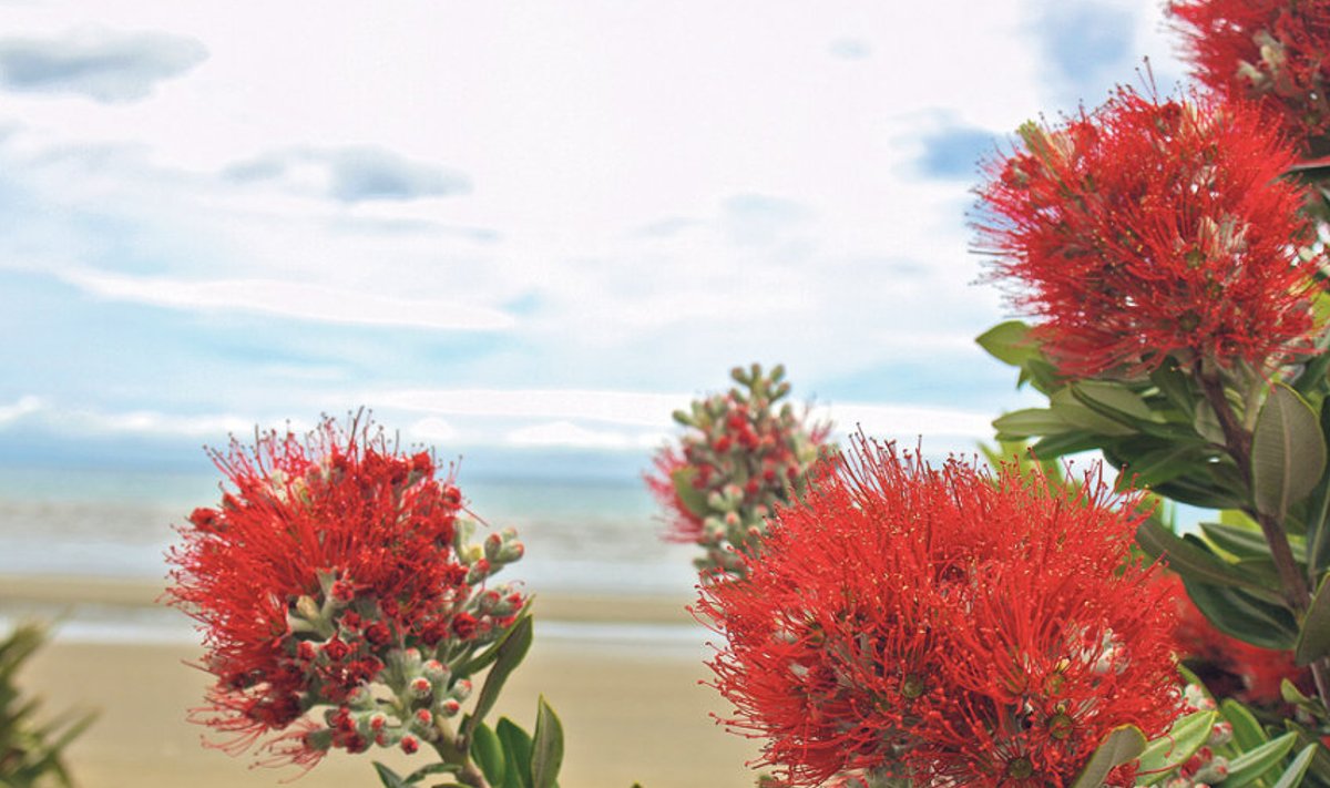 Uus-Meremaa jõulupuu pohutakawa ehk  kõrge raudmürdi õied.