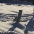 PÄEVA NUNNUVIDEO: Imearmas kutsikas näeb elus esimest korda lund