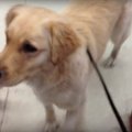 Südamlik VIDEO: Varjupaigast päästetud koer valib oma elu esimest mänguasja ja see toob pisara silma